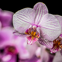 Buy canvas prints of Pink Orchids by Milton Cogheil