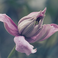 Buy canvas prints of Pink Clematis Flower Bud by Milton Cogheil