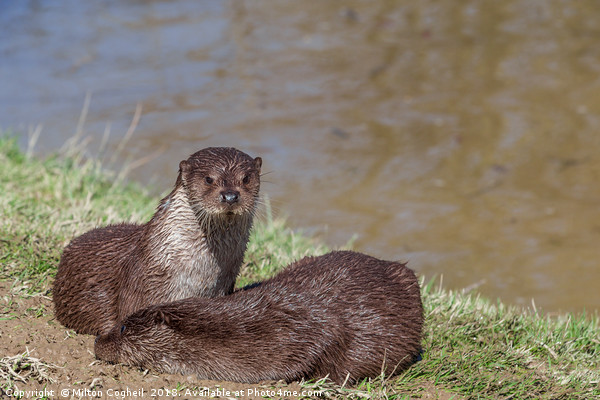 The European Otter (Lutra Lutra)  Picture Board by Milton Cogheil