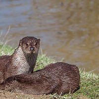 Buy canvas prints of The European Otter (Lutra Lutra)  by Milton Cogheil