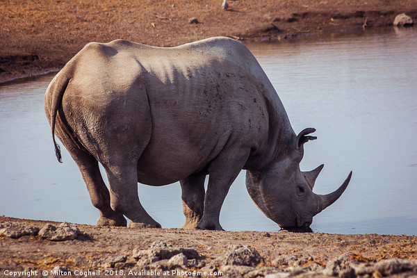 Black Rhino in Etosha National Park, Namibia Picture Board by Milton Cogheil