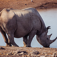 Buy canvas prints of Black Rhino in Etosha National Park, Namibia by Milton Cogheil
