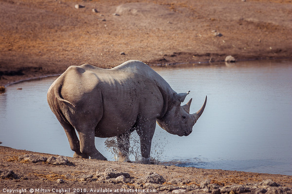 A Black Rhino at a watering hole in Etosha Nationa Picture Board by Milton Cogheil