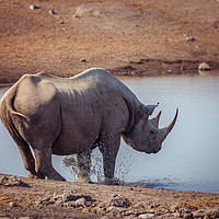 Buy canvas prints of A Black Rhino at a watering hole in Etosha Nationa by Milton Cogheil