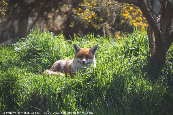 A Resting Red Fox Picture Board by Milton Cogheil