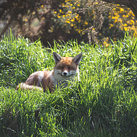 Buy canvas prints of A Resting Red Fox by Milton Cogheil