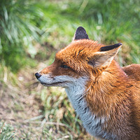 Buy canvas prints of European Red Fox by Milton Cogheil
