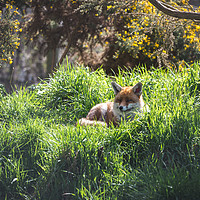 Buy canvas prints of Resting Red Fox by Milton Cogheil