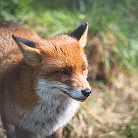 Buy canvas prints of Red Fox by Milton Cogheil