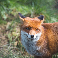 Buy canvas prints of British Red Fox by Milton Cogheil