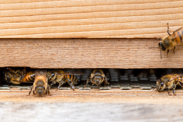 Western honey bees at the entrance of a wooden beehive Picture Board by Milton Cogheil