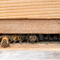 Buy canvas prints of Western honey bees at the entrance of a wooden beehive by Milton Cogheil