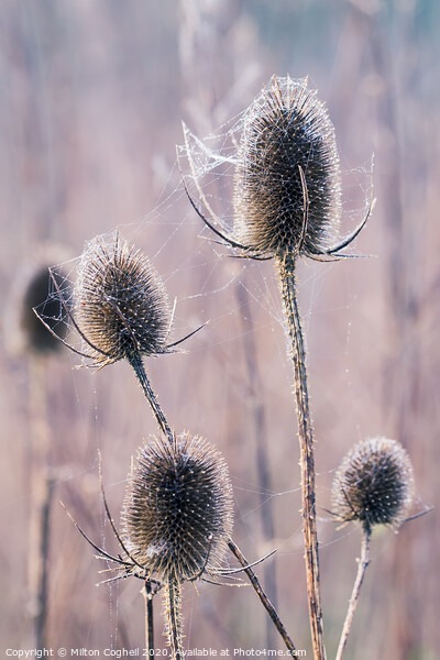 Teasels covered in wet spiders cobweb Picture Board by Milton Cogheil