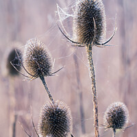 Buy canvas prints of Teasels covered in wet spiders cobweb by Milton Cogheil