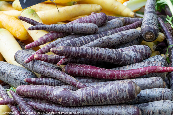 Pile of purple carrots on a market stall. Picture Board by Milton Cogheil