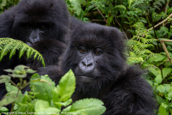 Mountain gorillas in the Volcanoes National Park, Rwanda Picture Board by Milton Cogheil