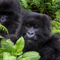 Buy canvas prints of Mountain gorillas in the Volcanoes National Park, Rwanda by Milton Cogheil