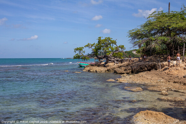 Treasure Beach, Jamaica Picture Board by Milton Cogheil