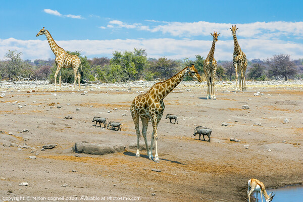 Giraffes near a water hole in Etosha National Park, Namibia Picture Board by Milton Cogheil