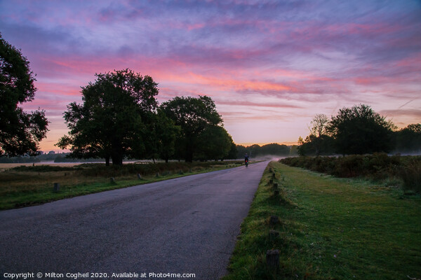 Cyclist riding at sunrise through Richmond Park Picture Board by Milton Cogheil