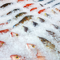 Buy canvas prints of Assortment of fish on display by Milton Cogheil