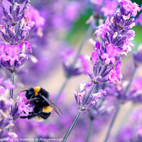 Buy canvas prints of Bee pollinating lavender flowers by Milton Cogheil