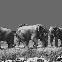 Buy canvas prints of Namibian Elephants by Milton Cogheil