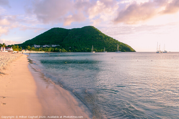 Reduit Beach, St Lucia Picture Board by Milton Cogheil
