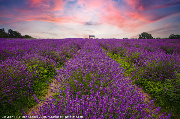 Mayfield Lavender Farm Picture Board by Milton Cogheil