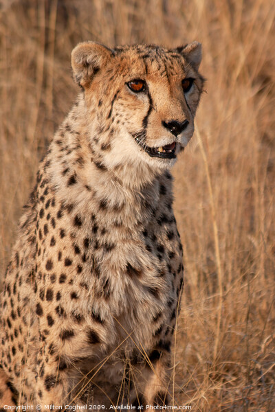Cheetah in Namibia Picture Board by Milton Cogheil