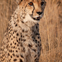 Buy canvas prints of Cheetah in Namibia by Milton Cogheil