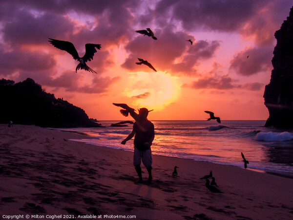 Flying Frigate birds being fed Fernando de Noronha, Brazil Picture Board by Milton Cogheil