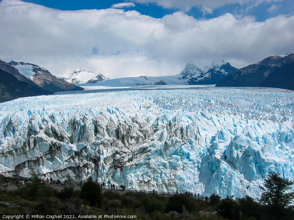 Perito Moreno Glacier in the Los Glaciares National Park Picture Board by Milton Cogheil