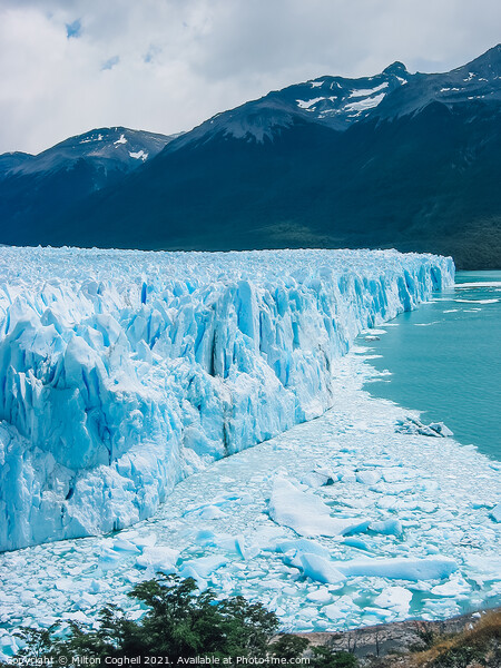 Perito Moreno Glacier Picture Board by Milton Cogheil