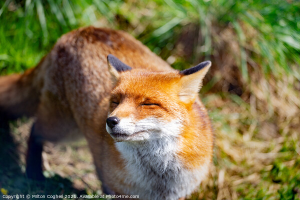 Smiling Red Fox Picture Board by Milton Cogheil