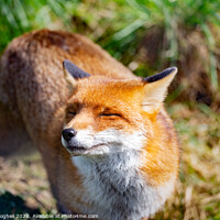 Buy canvas prints of Smiling Red Fox by Milton Cogheil