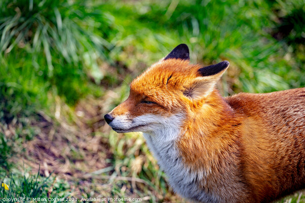 European Red Fox Picture Board by Milton Cogheil