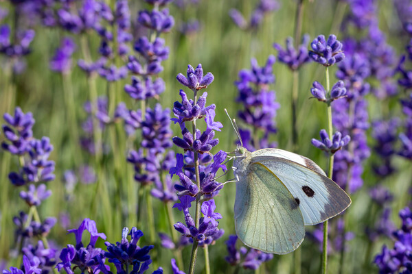 Cabbage White Butterfly on a lavender flower Picture Board by Milton Cogheil