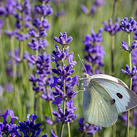 Buy canvas prints of Cabbage White Butterfly on a lavender flower by Milton Cogheil
