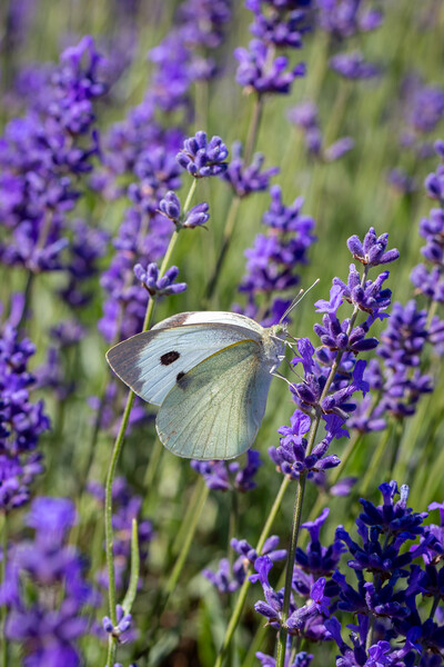 Cabbage White Butterfly resting on a lavender flow Picture Board by Milton Cogheil