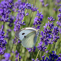 Buy canvas prints of Cabbage White Butterfly resting on a lavender flow by Milton Cogheil