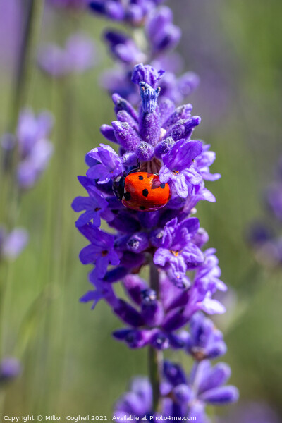 Close up of a seven spot ladybird on a lavender pl Picture Board by Milton Cogheil