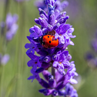 Buy canvas prints of Close up of a seven spot ladybird on a lavender pl by Milton Cogheil