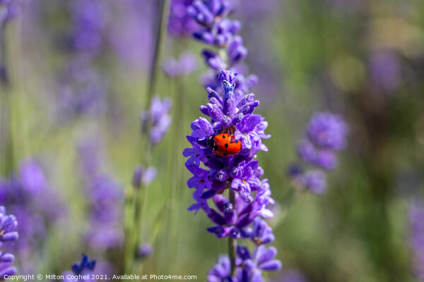 Seven spot ladybird on a lavender plant Picture Board by Milton Cogheil