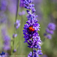Buy canvas prints of Seven spot ladybird on a lavender plant by Milton Cogheil