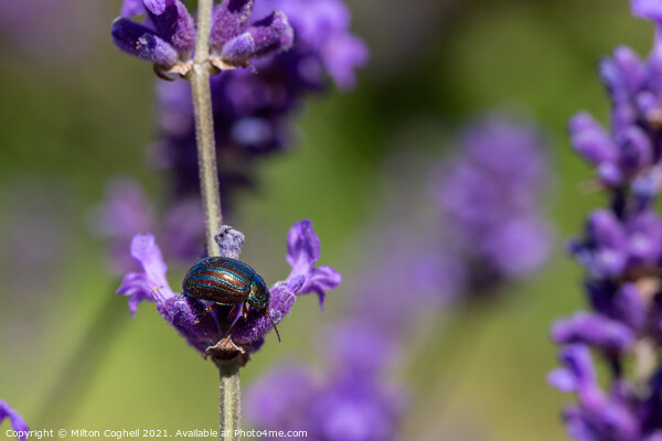 Rosemary Beetle on a lavender plant Picture Board by Milton Cogheil