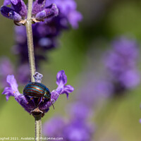 Buy canvas prints of Rosemary Beetle on a lavender plant by Milton Cogheil