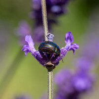 Buy canvas prints of Close up of a Rosemary Beetle on a lavender plant by Milton Cogheil