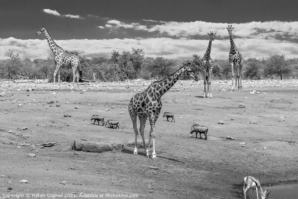 Giraffes near a water hole in Etosha National Park, Namibia Picture Board by Milton Cogheil