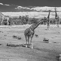 Buy canvas prints of Giraffes near a water hole in Etosha National Park, Namibia by Milton Cogheil
